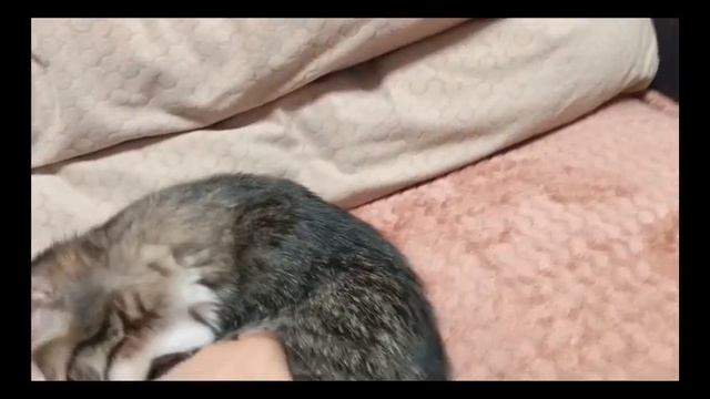 Котики. Спать хо-хочу) смотреть онлайн