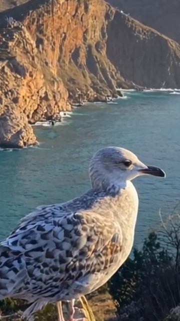 ЧАЙКА ГОРЫ / Крым #жизньнаморекрым #море #крым #travel смотреть онлайн