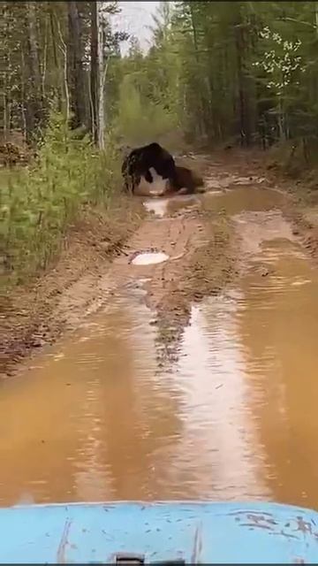 Битва медведей