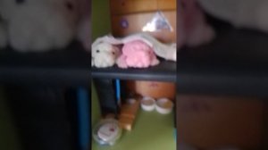 ДЕНЬ СКВИШИ СОБАЧЕК ГУЛЯЕМ РАЗГАДЫВАЕМ ТАЙНЫ!!! Вкусняшка Зифирка и Уголëк