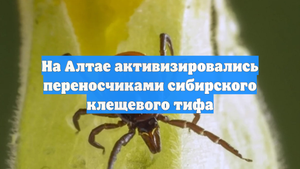 На Алтае активизировались переносчиками сибирского клещевого тифа