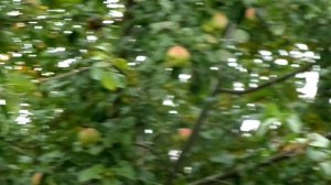 ОСЕННИЕ ЯБЛОКИ ГОТОВЫ К УПОТРЕБЛЕНИЮ МОГУТ ПРОЛЕЖАТЬ ДО ДЕКАБРЯ