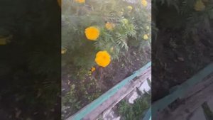 Дачные приколы