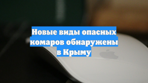 Новые виды опасных комаров обнаружены в Крыму