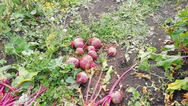 Наше хозяйство 💓Уборка урожая на огороде и в поле 💓 смотреть онлайн
