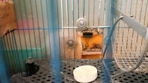 250628_110547 Машка утащила детишку (38сек, 93.6Мб)