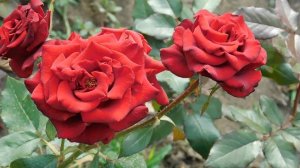 19=09=2025  кмр   (123)