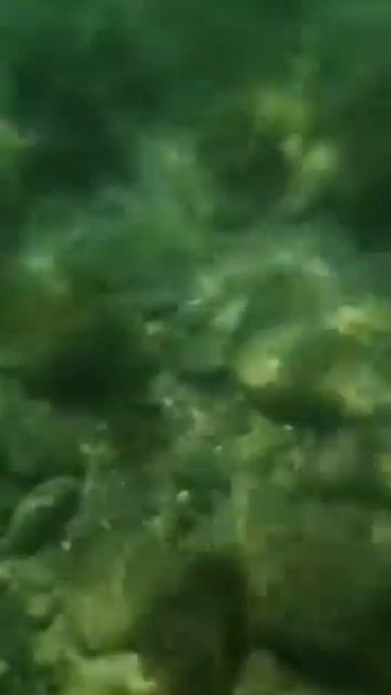 КРЫМ. ПОДВОДНЫЙ МИР ГЛАЗАМИ ОТДЫХАЮЩИХ