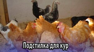 Подстилка для домашних кур
