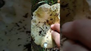 За грибами🍄🟫🍄🟫🍄🟫