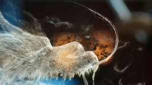 Дракон из рукава