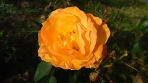 19=09=2025  кмр   (118)