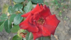 19=09=2025  кмр   (156)