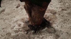 Апельсин растет в бетоне)