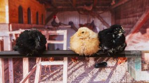 Курятник дома