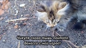Чикуля снова поймала мышь, Ванесса с ней играет
