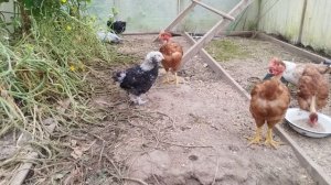 Утят продала.Новые вылупились 🐣.Цыплята 🐤 растут.Новая зона почти готова 👍 21.09.2025г