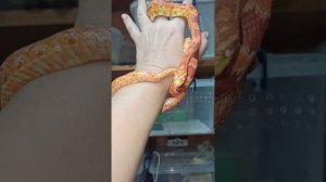 Мои маисовые полозы. 18 сентября 2025 г.