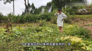 Последствия засушливого лета на огороде