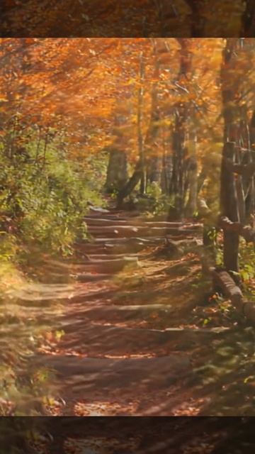 Тропа в лесу Крым #жизньнаморекрым #крым смотреть онлайн