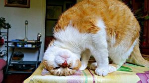 СМЕШНЫЕ ЖИВОТНЫЕ  КОШКИ  ЛУЧШИЕ ПРИКОЛЫ