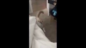 Приколы с котами! С ОЗВУЧКОЙ! САМЫЕ СМЕШНЫЕ ЖИВОТНЫЕ! Смешные видео про котов!