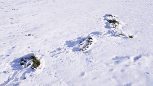 Синоптик: в ряде регионов РФ на следующей неделе установится снежный покров