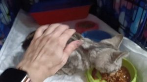 Друзья, SOS! В нашем котодоме пополнение - сразу +5 котят, и каждый нуждается в помощи!

Начнем попо