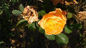 19=09=2025  кмр   (116)