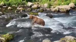 Осенняя рыбалка медведей на Камчатке