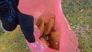 ТАЁЖНЫЕ ГРИБОЧКИ.mp4