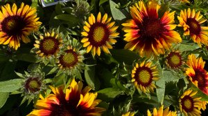 ОДНОЛЕТНЯЯ И МНОГОЛЕТНЯЯ ГАЙЛАРДИЯ