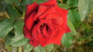 19=09=2025  кмр   (128)