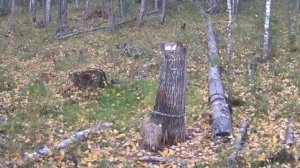 Видео фото ловушки