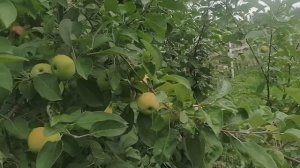 14 июля.Любимая дача. Урожай.