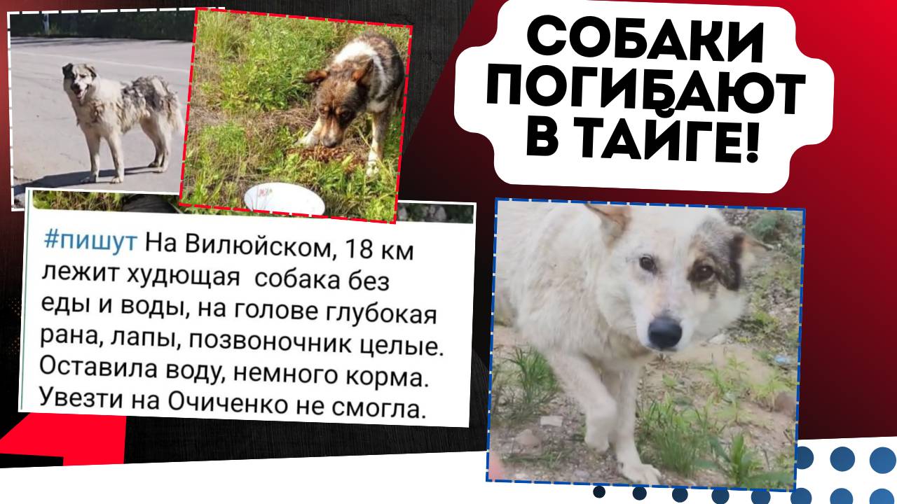 Выброшенные в тайге: трагедия бездомных собак! #собаки #спасение