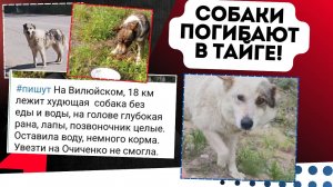 Выброшенные в тайге: трагедия бездомных собак! #собаки #спасение