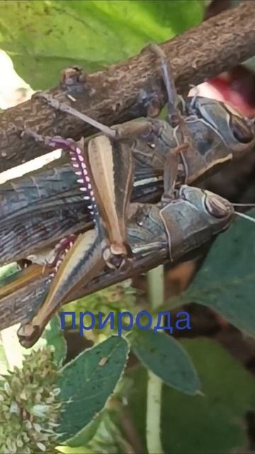 жизнь кузнеца смотреть онлайн