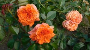 19=09=2025  кмр   (157)