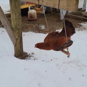 Крылатые качели🙂