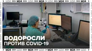 Морские водоросли могут стать основой для препаратов против COVID-19 - Москва 24