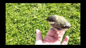 Дачные дела,обрезка флоксов,обрезка хост 21-09-2025