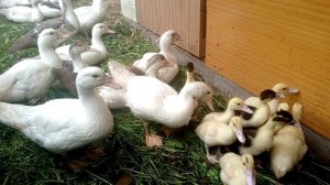 Маленькие индоутки знакомятся с взрослыми