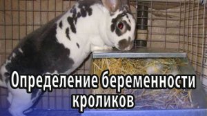 Определение беременности кроликов сколько она длится и как протекает