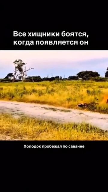 Хищник местный