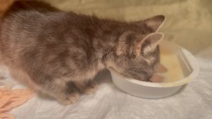 Сегодня днем нашла «Подарок» во дворе!

 Пропустим нелицеприятную цензуру,а примем как уже сложивший