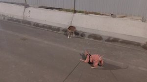 Ненавижу кошек