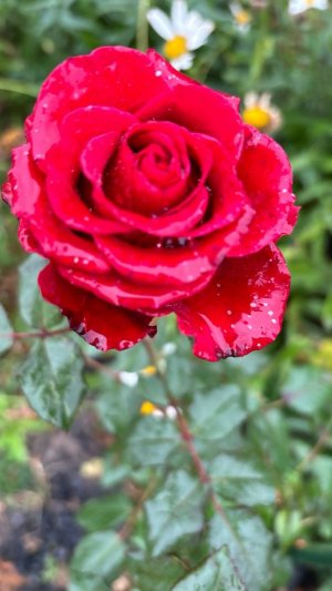 Как пополнить свой розарий при помощи укоренения розочек из букета.