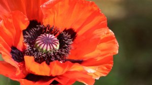 МАКИ*    Огромный мир -   в зерне песка