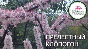 КЛОПОГОН - УКРАШЕНИЕ ТЕНИСТОГО САДА